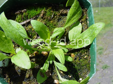 marshelder, annual